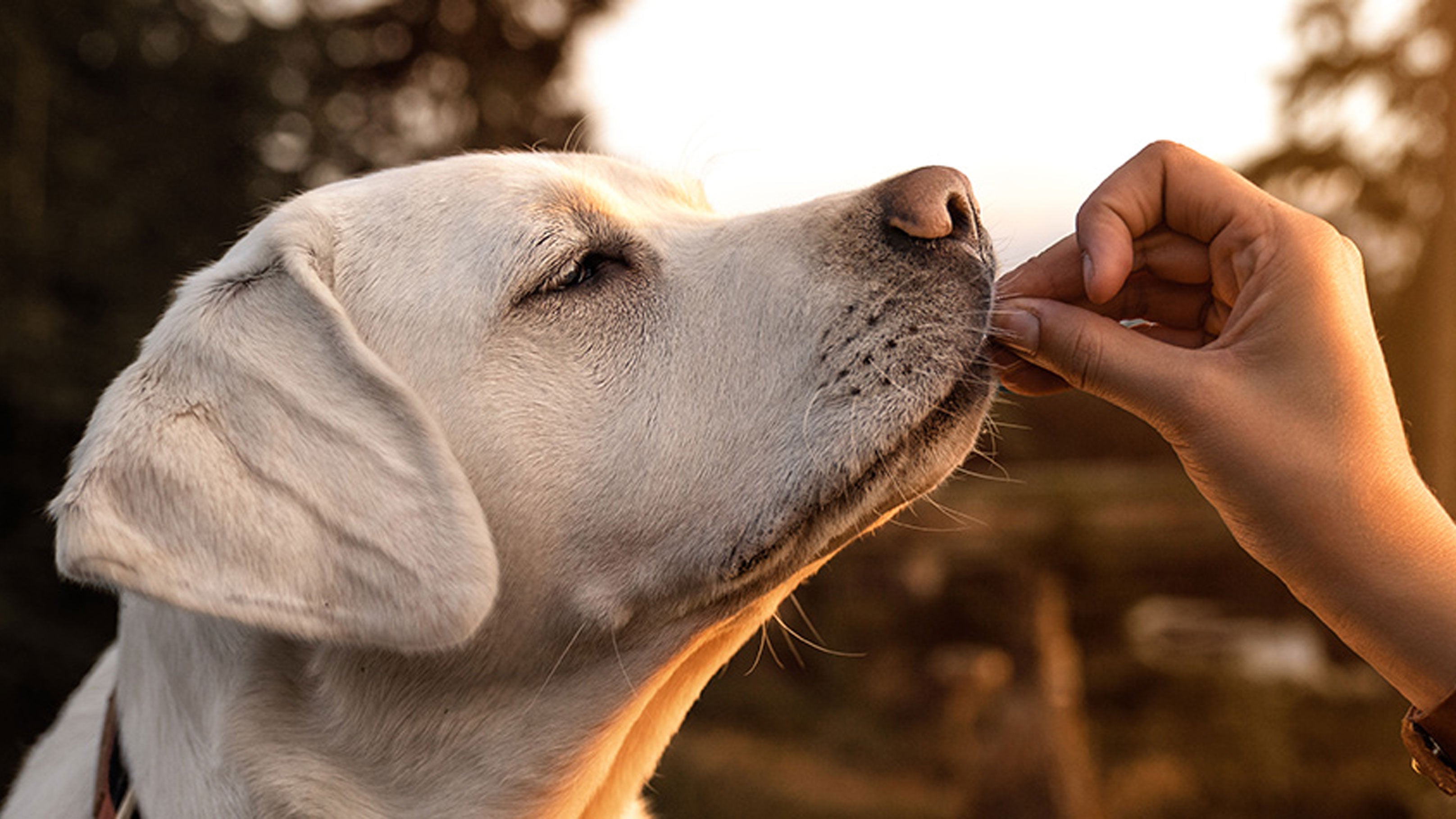 Labrador supplements best sale