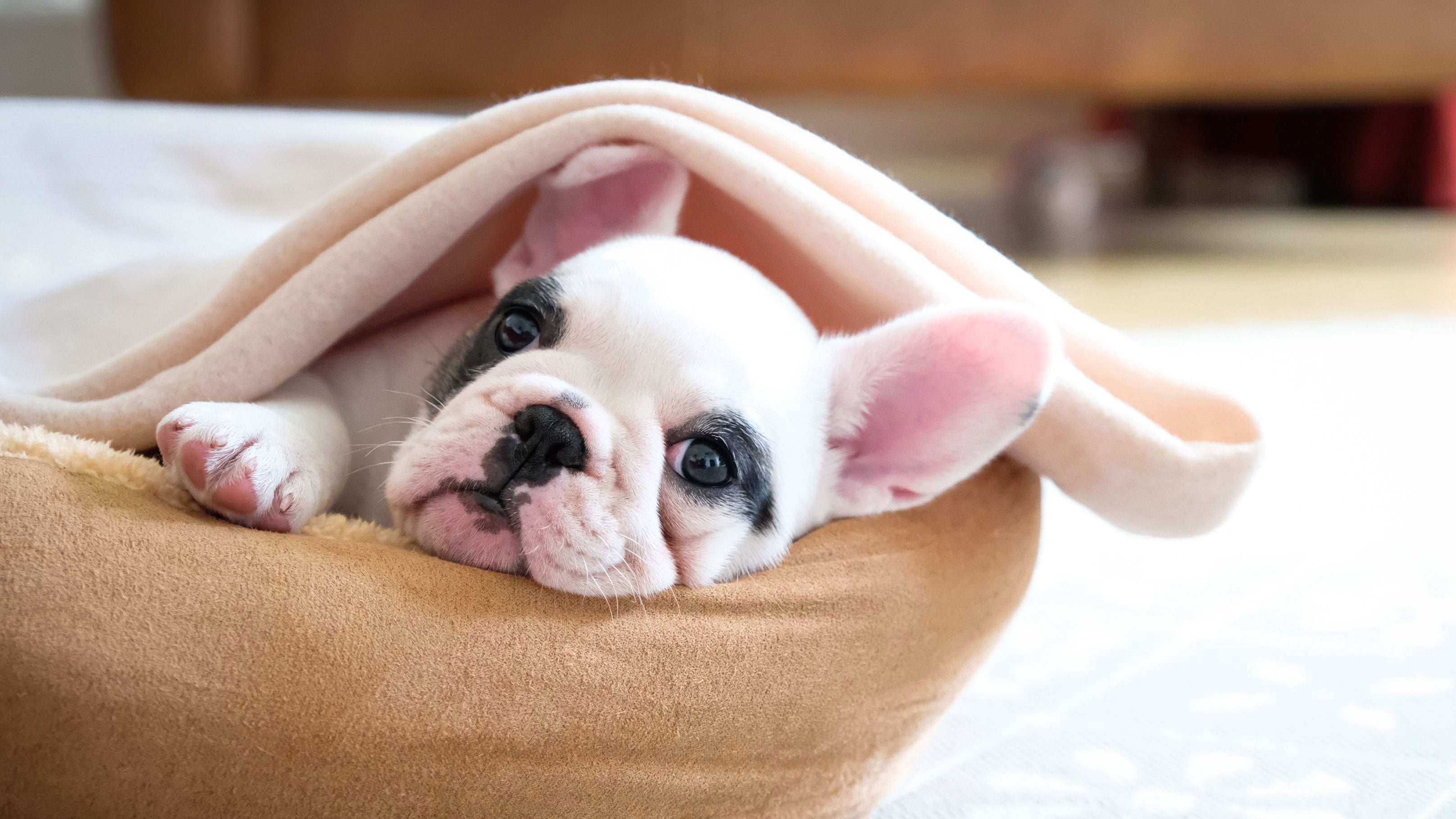 Best bed for store french bulldog puppy