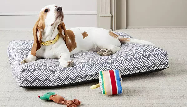 Buy dog accessories online deals