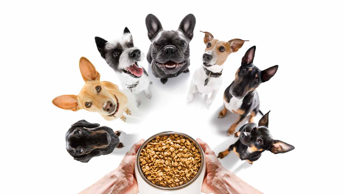 Dog Food How to Choose the Right Dog Food for Your Furry Friend BellyRubsIndia