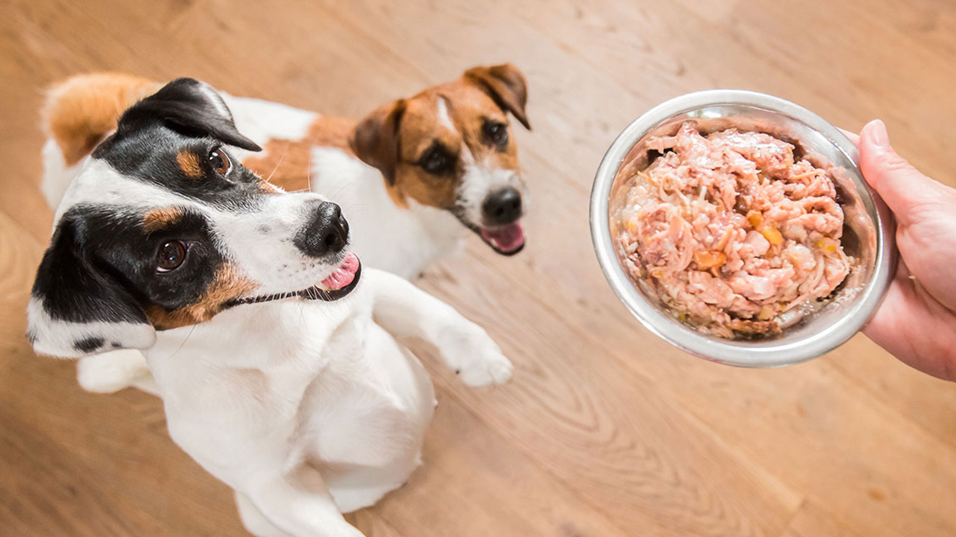 Top 10 Benefits of a Wet Gravy Dog Food Diet BellyRubs