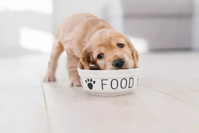 Embark on a Nutritional Journey: Discovering The Best Dry Dog Food Online at Belly Rubs