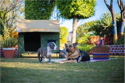 Create a Cozy Haven for Your Dogs: Discover Tents at Bellyrubs
