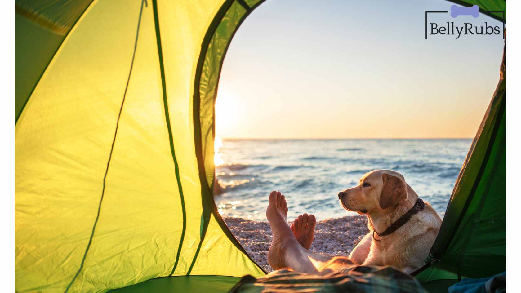 Pet beach tent best sale