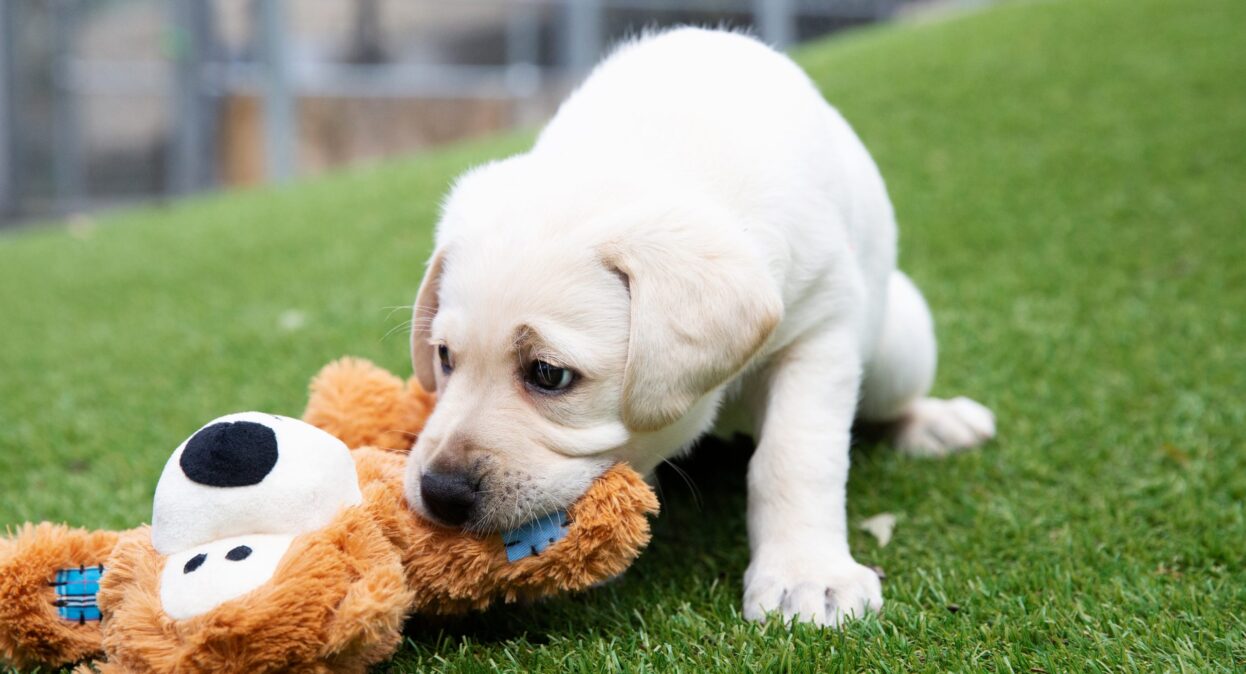 Best food for clearance teddy bear puppy