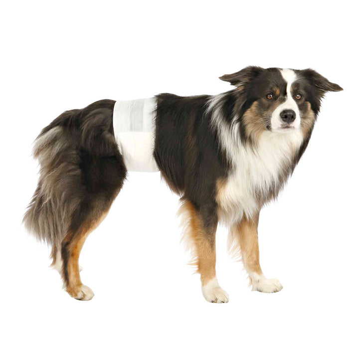 best Diapers for Male Dogs