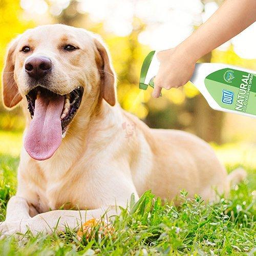  Natural Flea & Tick Spray for dogs