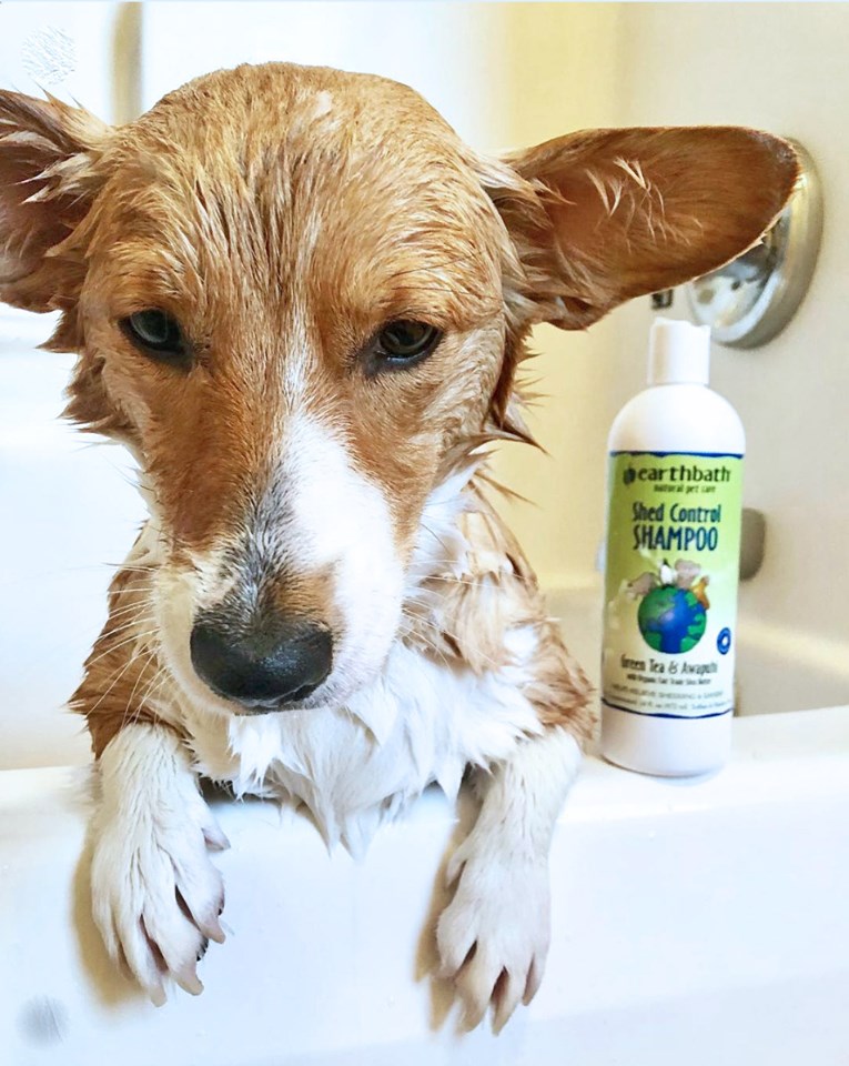 Shed Control Shampoo (Green Tea & Awapuhi)(472ml)