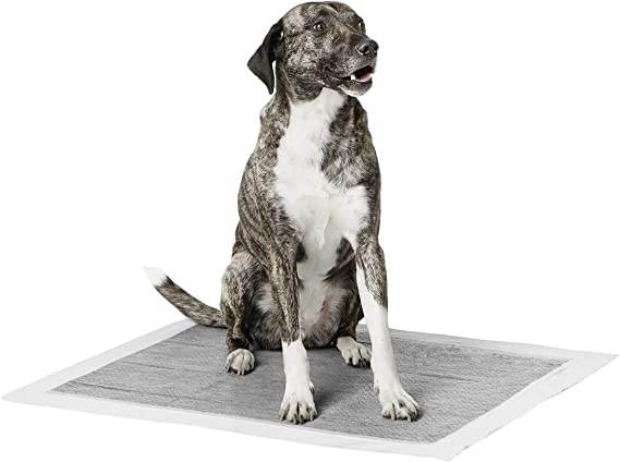 Carbon Training Pads for dogs