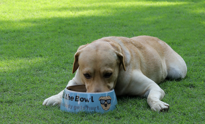 Melamine Belly Bowl  for dogs