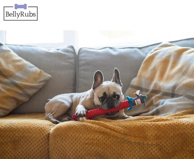 Crunchy Neck 'Plush Friendz' Dog-S with Bone & Squeaker