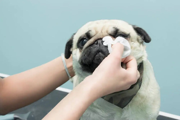  Eye Wipes for dogs